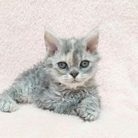 壹玖捌參| 古伊萬里貓系列招きw6*d7.5*h14cm 眠いw8*d14*h5cm